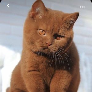 Meet your Posher, Dara